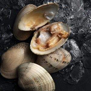 comprar almeja fina