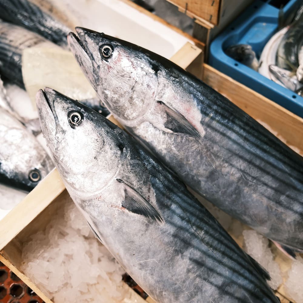 bonito fresco de la lonja