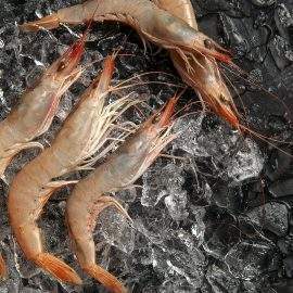 gamba blanca del Mediterráneo