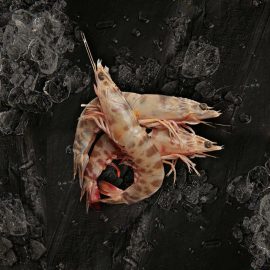 comprar langostino tigre