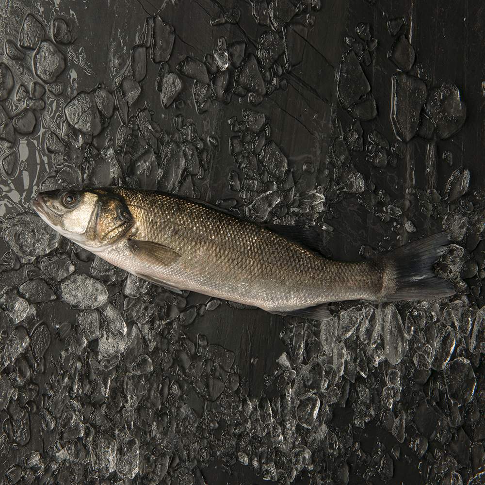 lubina pescado