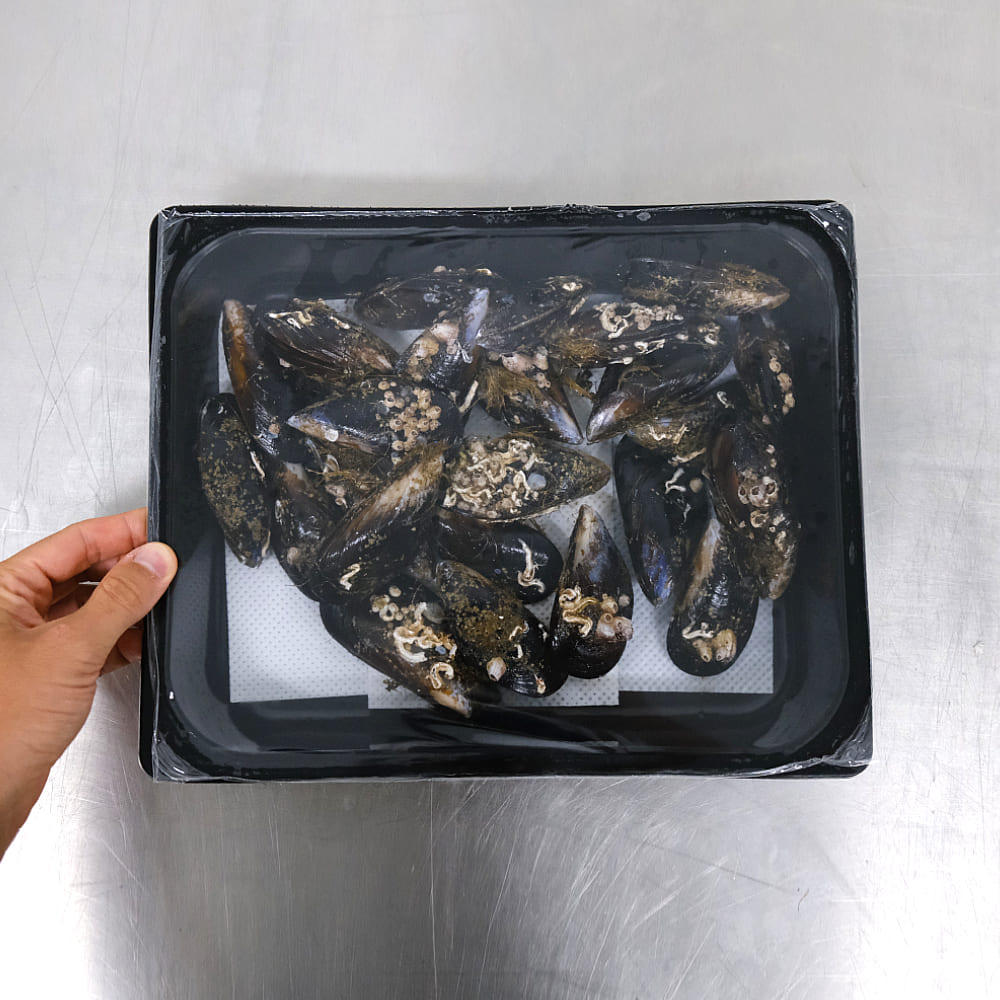 comprar mejillones frescos