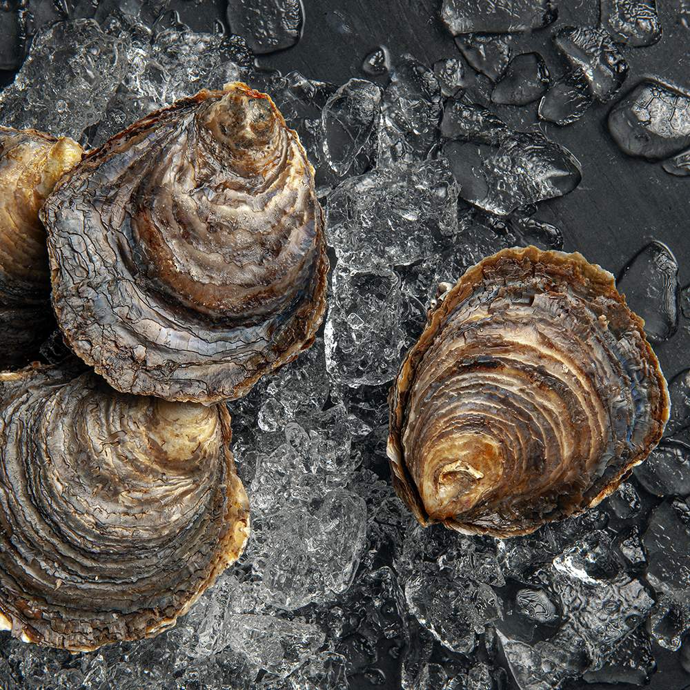 ostras planas gallegas