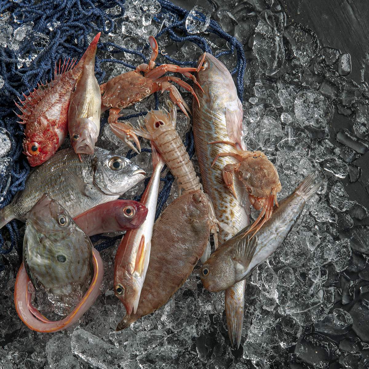 morralla pescado de roca