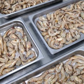 precio langostinos tigre