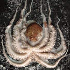 pulpo fresco