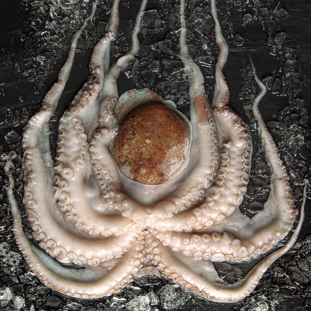 pulpo fresco