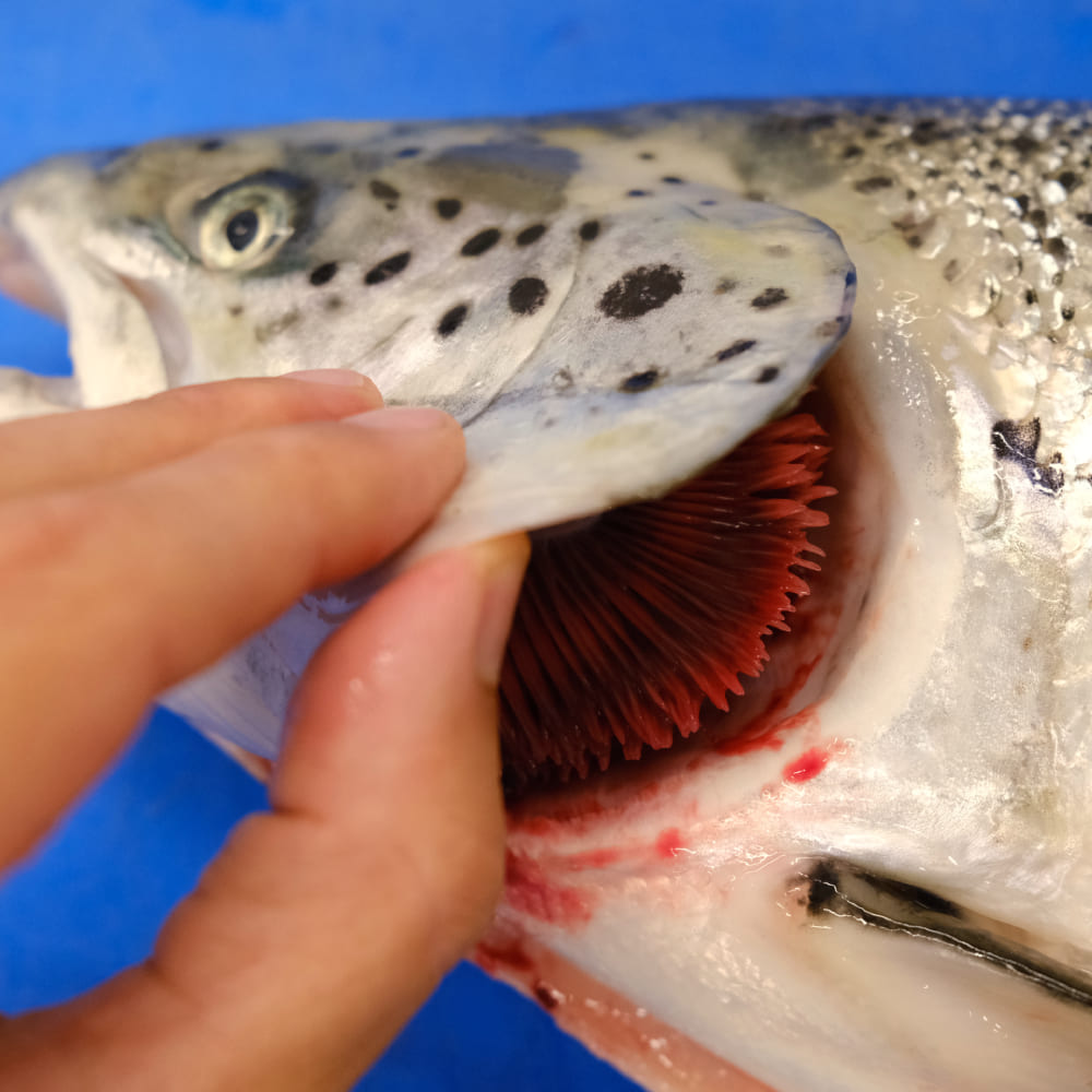 salmón fresco en oferta