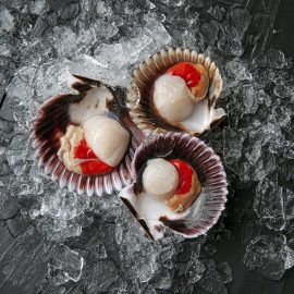 Zamburiña o Vieira del Pacífico