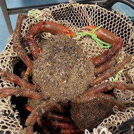 comprar centolla gallega