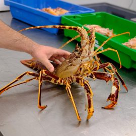 Langosta de Esencia del Mar