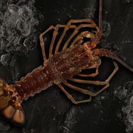 langosta fresca