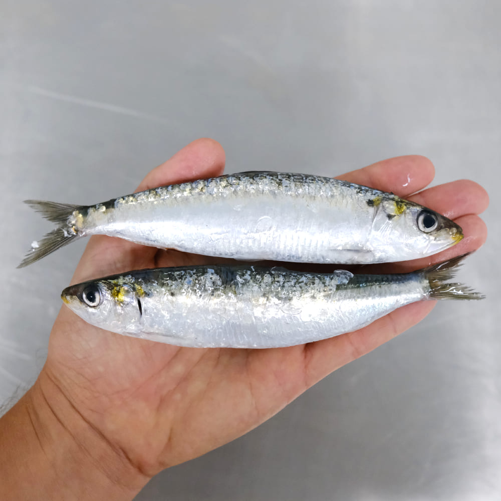 precio sardinas