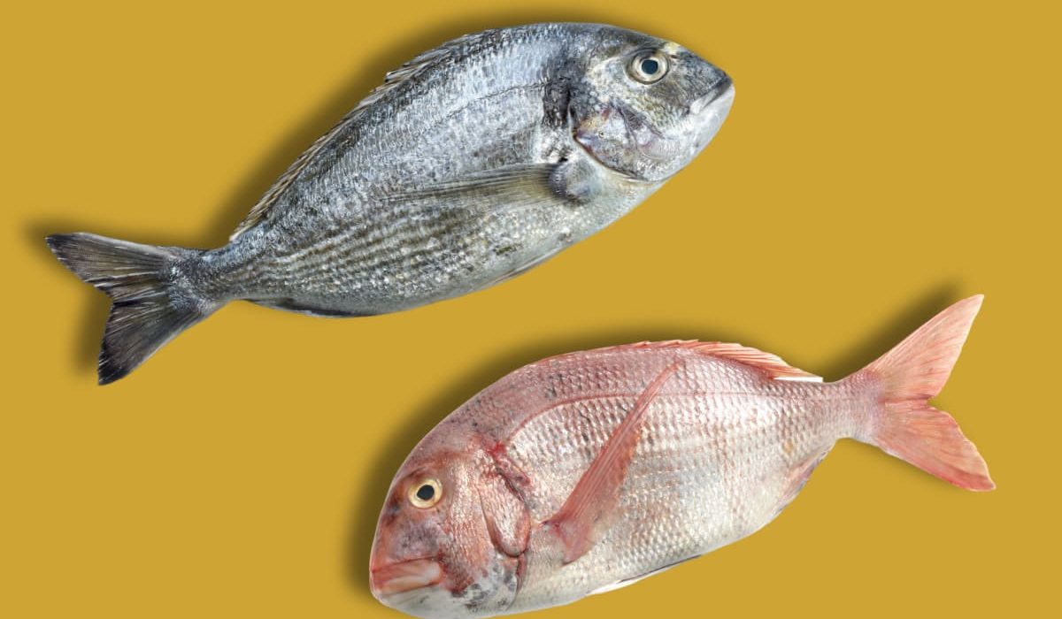 diferencias entre pescado blanco y azul