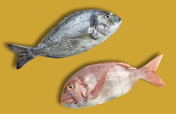 diferencias entre pescado blanco y azul