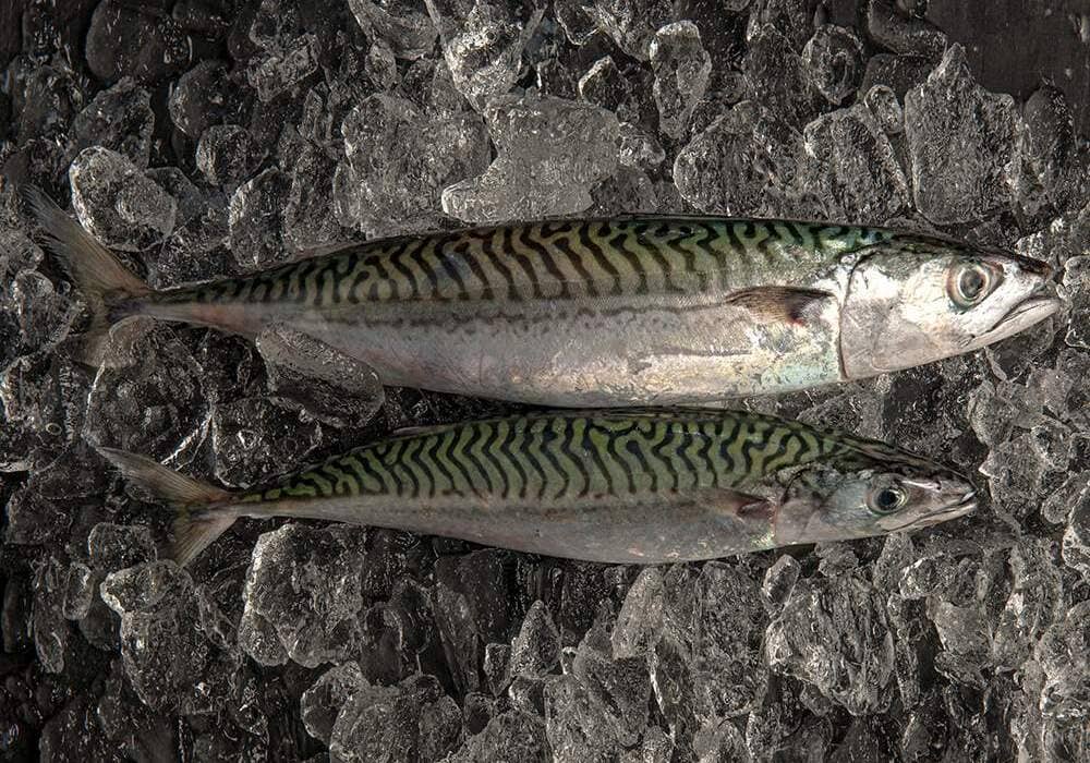 pescado azul caballa