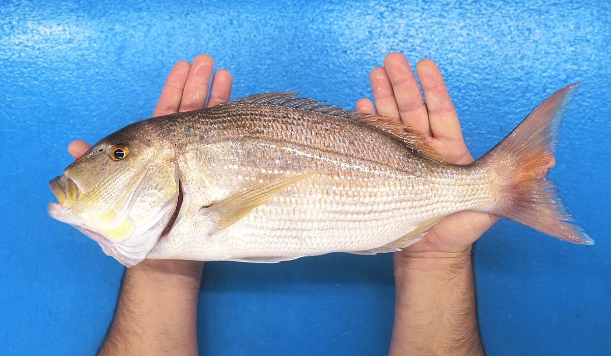 beneficios comer pescado