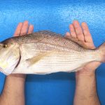 beneficios comer pescado