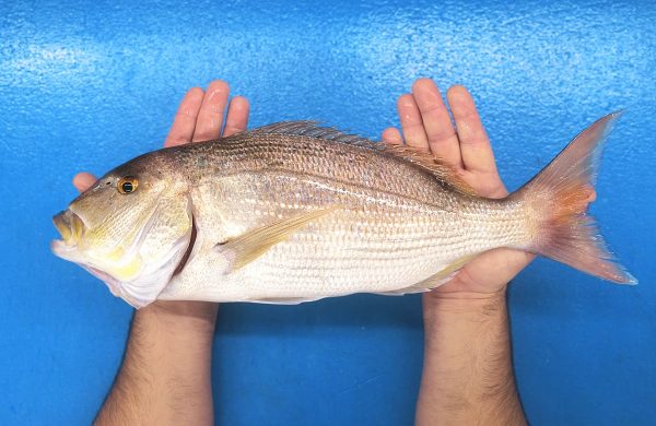 beneficios comer pescado