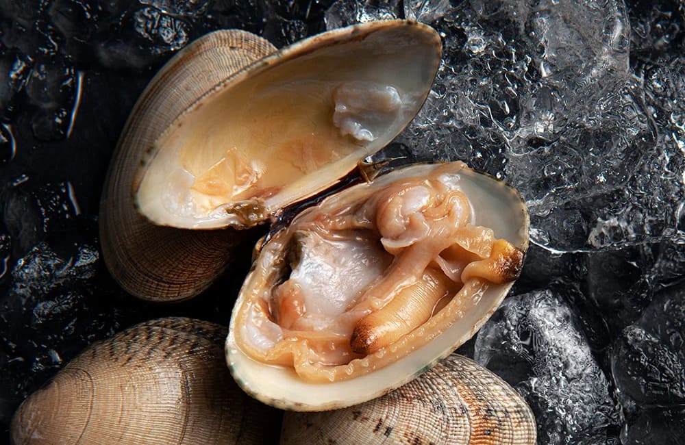 propiedades de las almejas