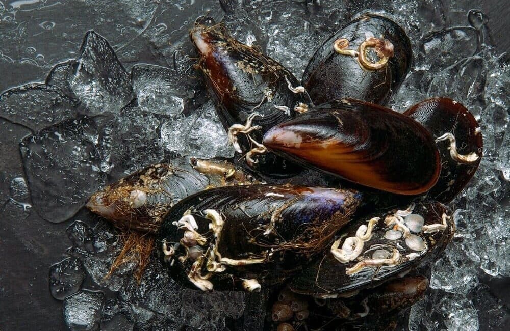mejillones frescos