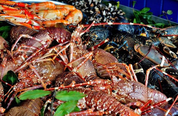 propiedades del marisco