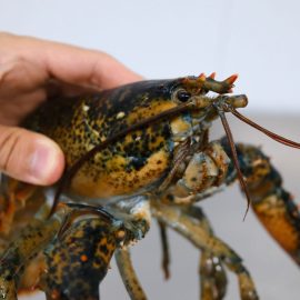 bogavante canadiense