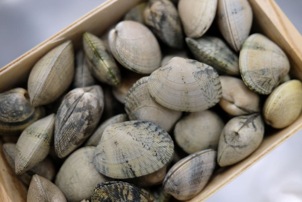 caja de almeja japónica