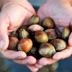 diferencias entre almejas y berberechos