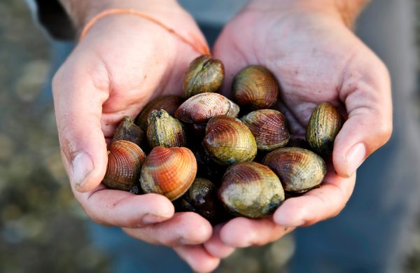 diferencias entre almejas y berberechos