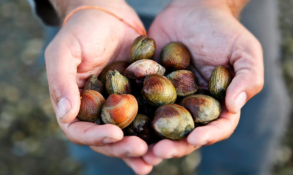 diferencias entre almejas y berberechos
