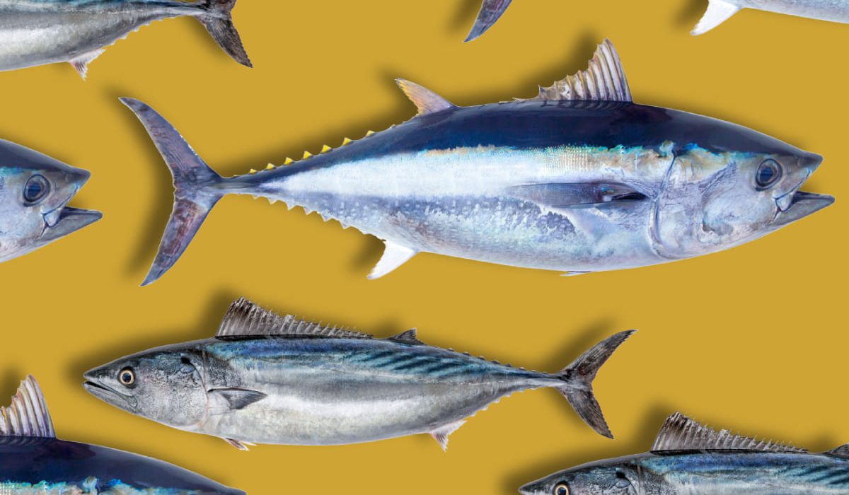 diferencias entre atún y bonito