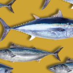 diferencias entre atún y bonito