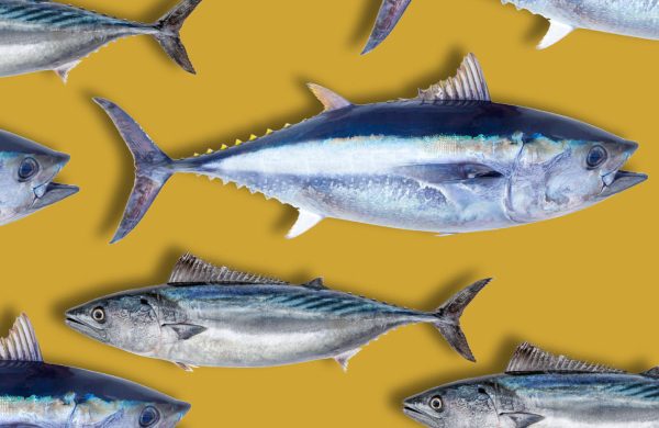 diferencias entre atún y bonito