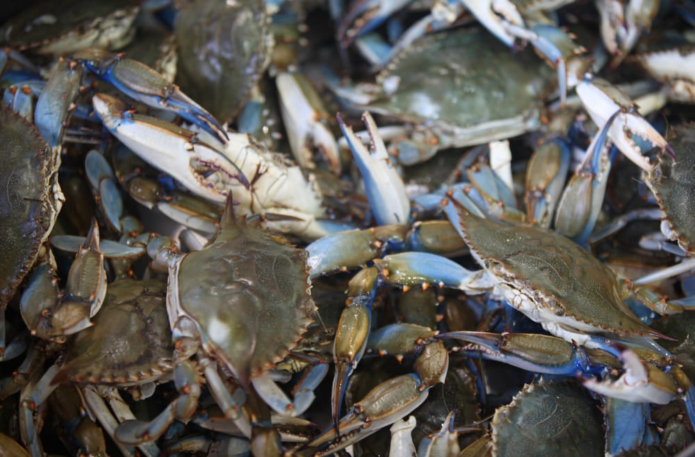 cangrejos azules