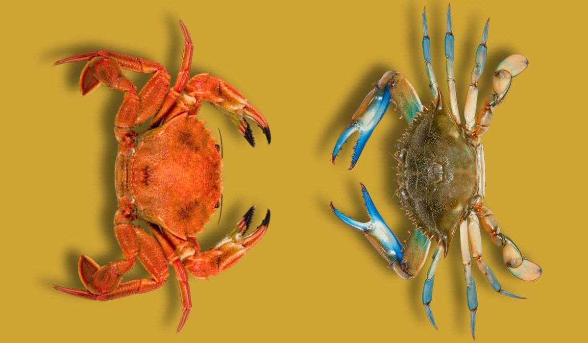 diferencias entre nécoras y cangrejos
