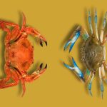 diferencias entre nécoras y cangrejos