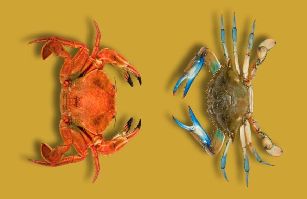 diferencias entre nécoras y cangrejos