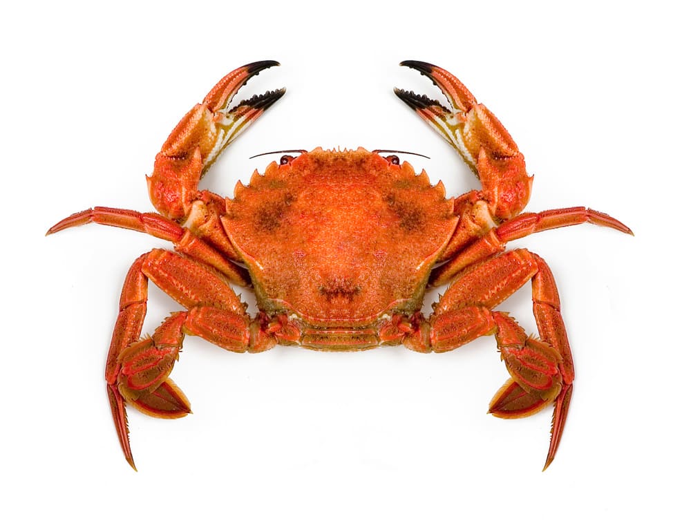 la nécora es un tipo de cangrejo