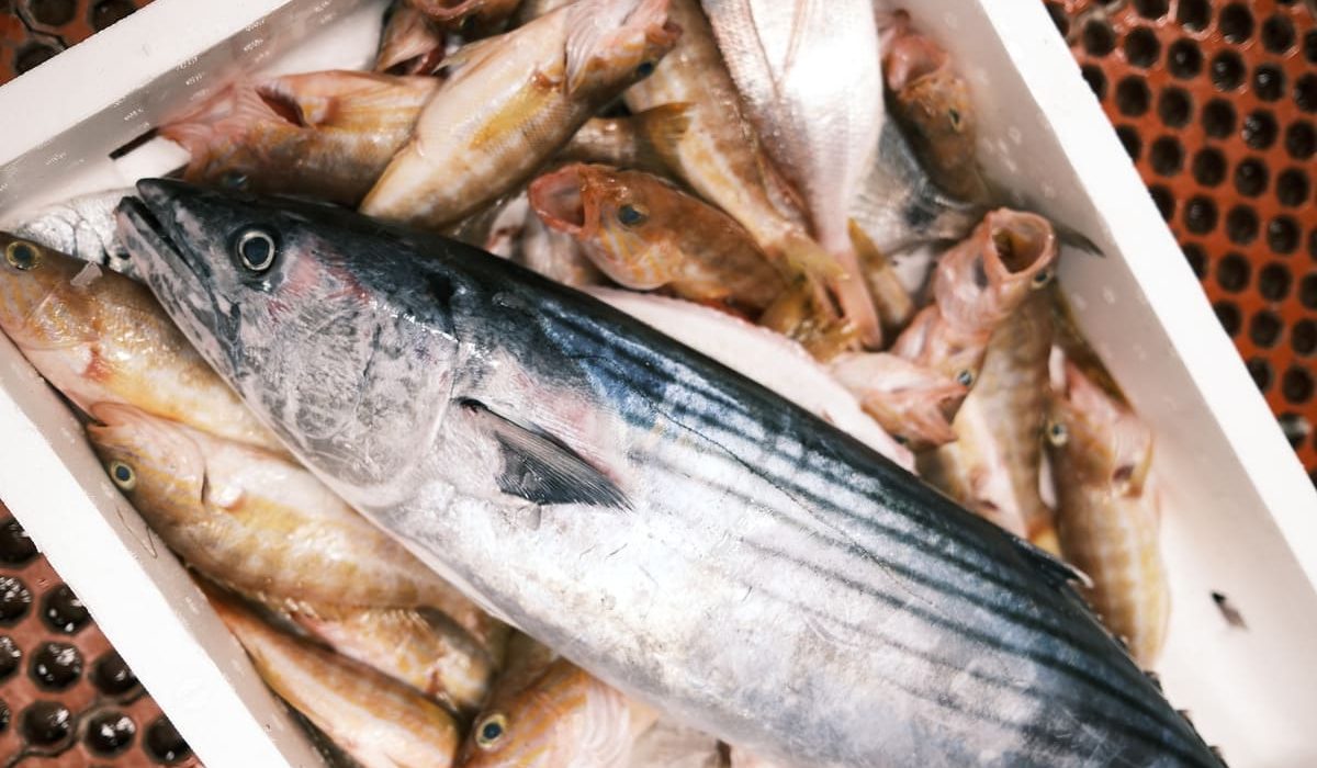 pescados de temporada