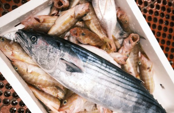 pescados de temporada