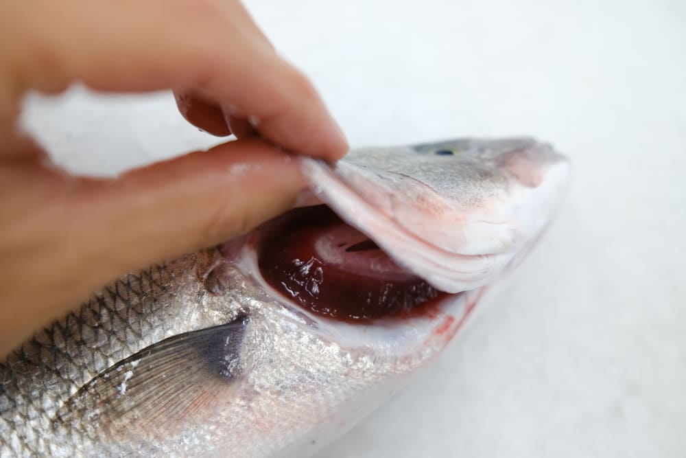 agallas pescado fresco