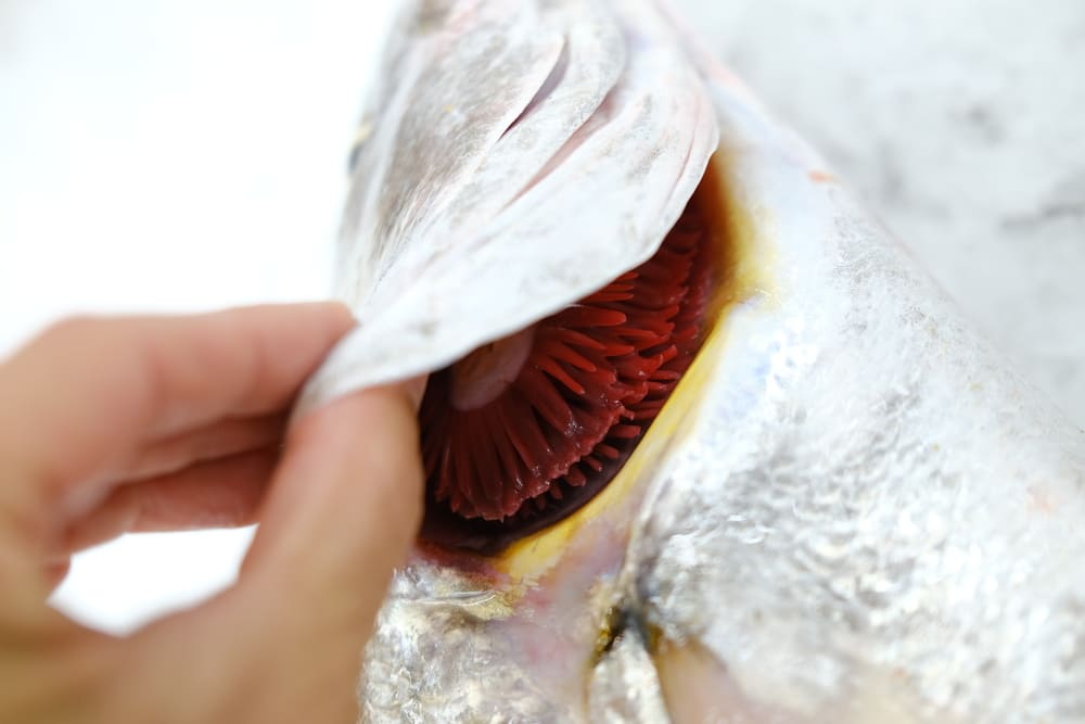 branquias de color rojo