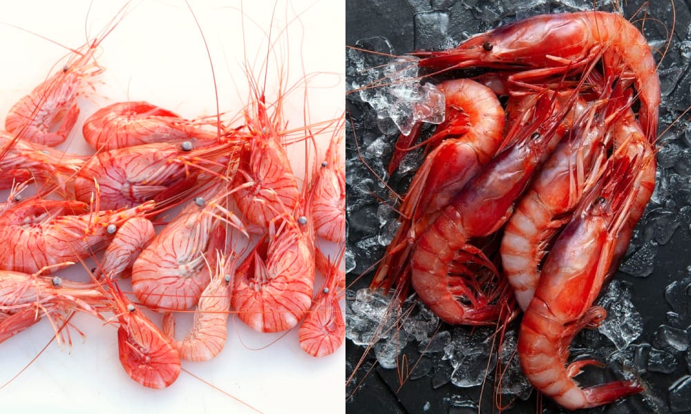 camarones vs gambas