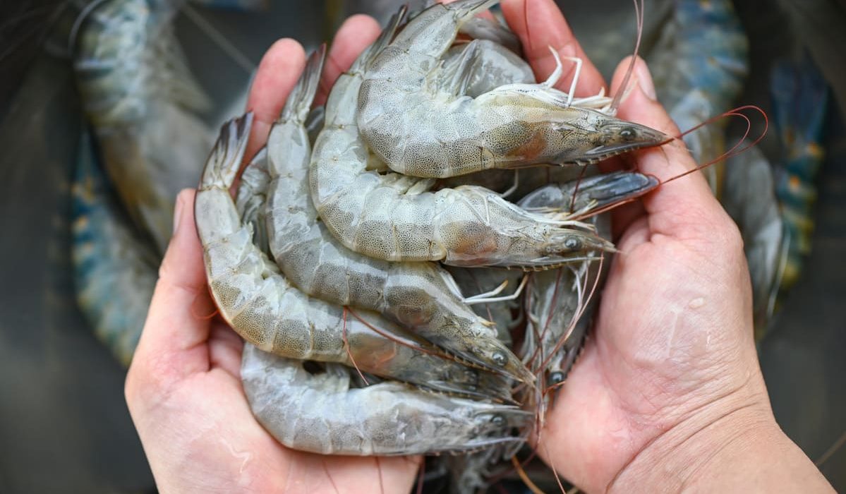 diferencias entre gambas y camarones