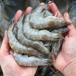 diferencias entre gambas y camarones