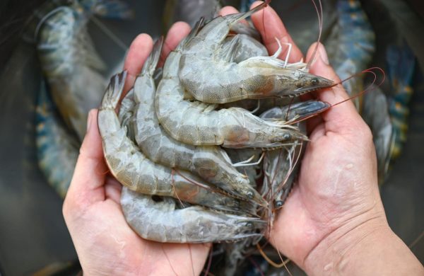 diferencias entre gambas y camarones