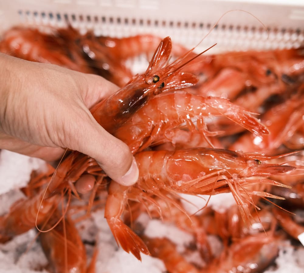 gamba roja del Mediterráneo