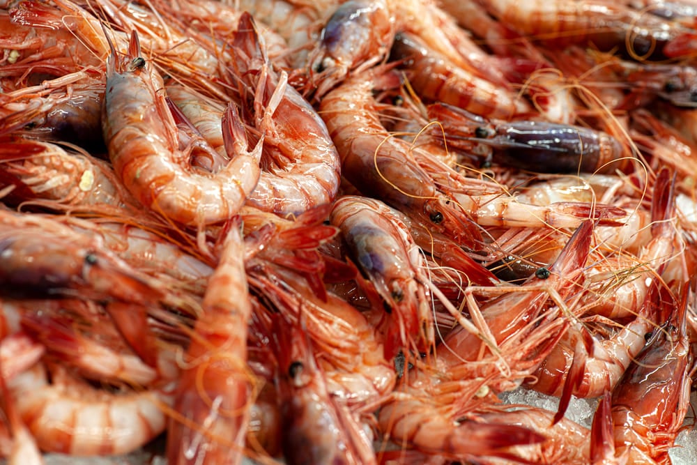 gamba roja de Palamós