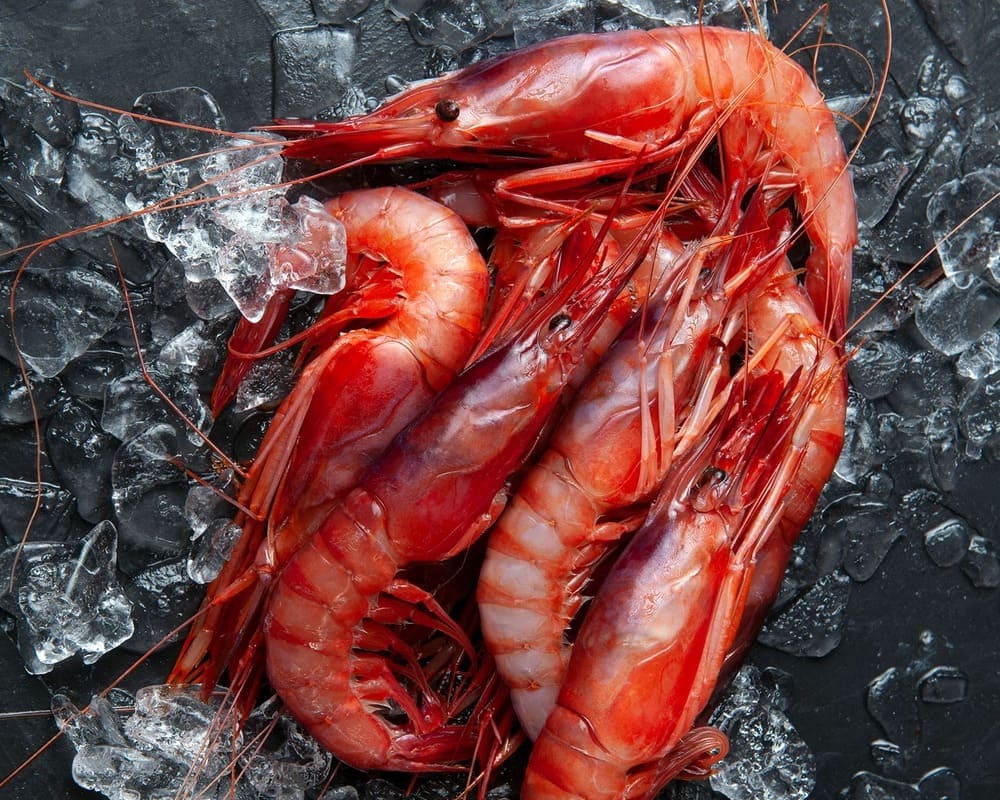 gamba roja